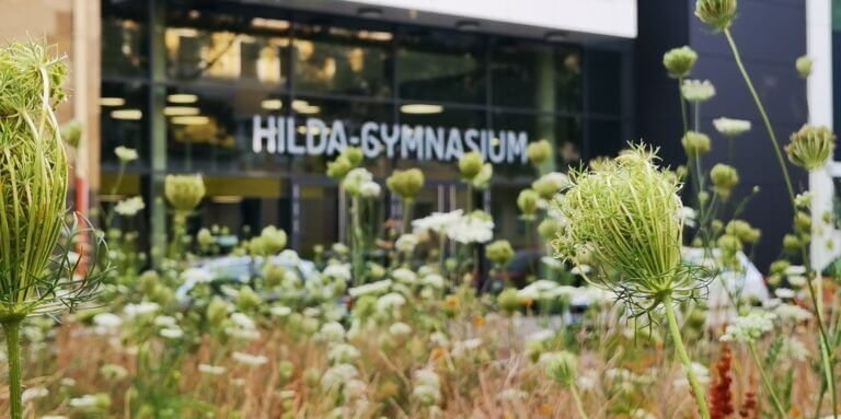 Pflanzen im Vordergrund, im Hintergrund Hilda-Gymnasium